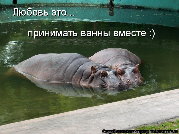 Любовь это... принимать ванны вместе :)... Котоматрица: Любовь это... принимать ванны вместе :)