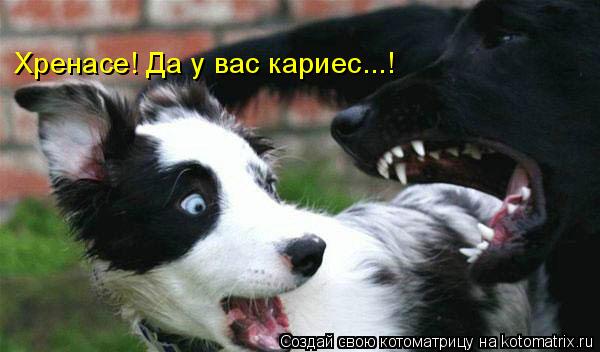 Хренасе! Да у вас кариес...!... Котоматрица: Хренасе! Да у вас кариес...!