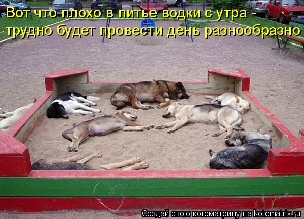 Вот что плохо в питье водки с утра - трудно будет провести день разнообразно... Котоматрица: Вот что плохо в питье водки с утра - трудно будет провести день разнообразно