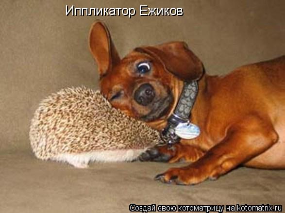 Иппликатор Ежиков... Котоматрица: Иппликатор Ежиков