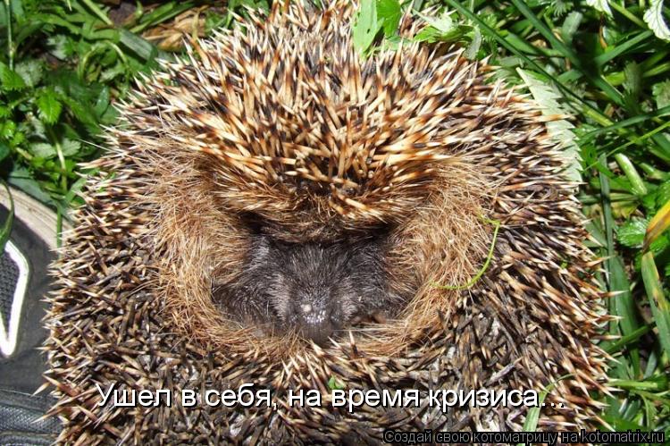 Ушел в себя, на время кризиса...... Котоматрица: Ушел в себя, на время кризиса...