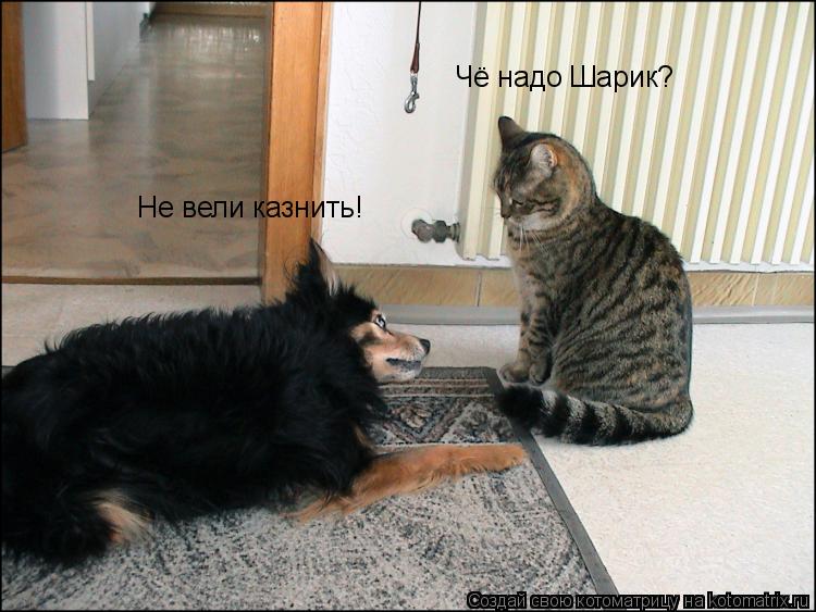 Чё надо Шарик? Не вели казнить!... Котоматрица: Чё надо Шарик? Не вели казнить!
