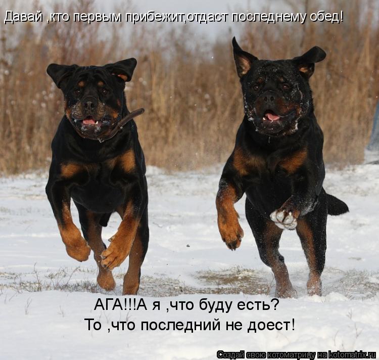 Давай ,кто первым прибежит,отдаст последнему обед! АГА!!!А я ,что буду есть? То ,что последний не дое... Котоматрица: Давай ,кто первым прибежит,отдаст последнему обед! АГА!!!А я ,что буду есть? То ,что последний не доест!