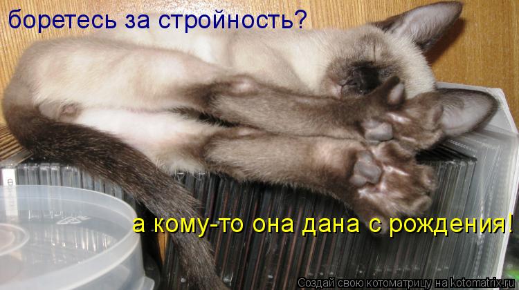 боретесь за стройность? а кому-то она дана с рождения!... Котоматрица: боретесь за стройность? а кому-то она дана с рождения!