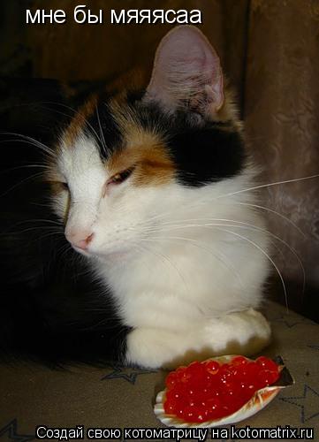 мне бы мяяясаа... Котоматрица: мне бы мяяясаа