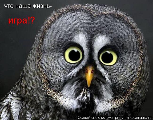 что наша жизнь- игра!?... Котоматрица: что наша жизнь- игра!?