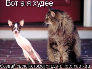 Вот а я худее... Котоматрица: Вот а я худее