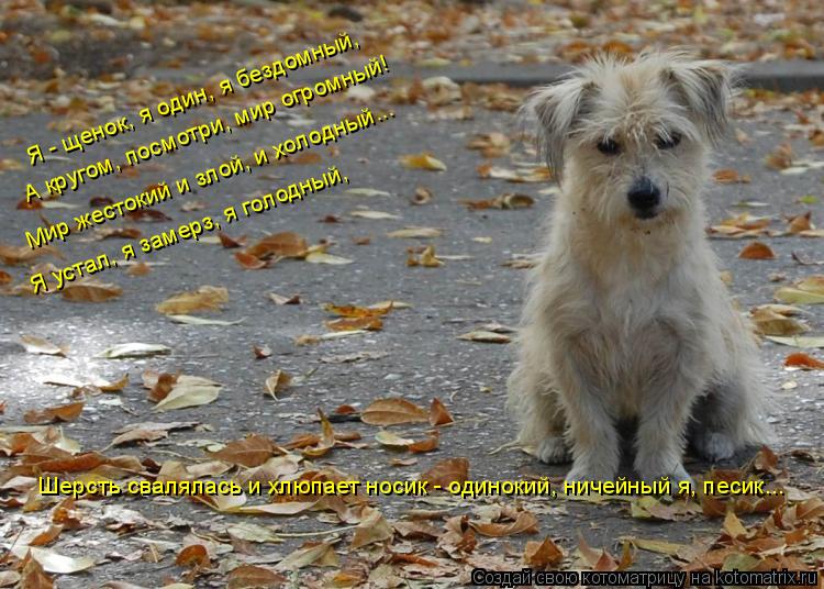 Я - щенок, я один, я бездомный, А кругом, посмотри, мир огромный! Мир жестокий и злой, и холодный... ... Котоматрица: Я - щенок, я один, я бездомный, А кругом, посмотри, мир огромный! Мир жестокий и злой, и холодный... Я устал, я замерз, я голодный, Шерсть свалялас