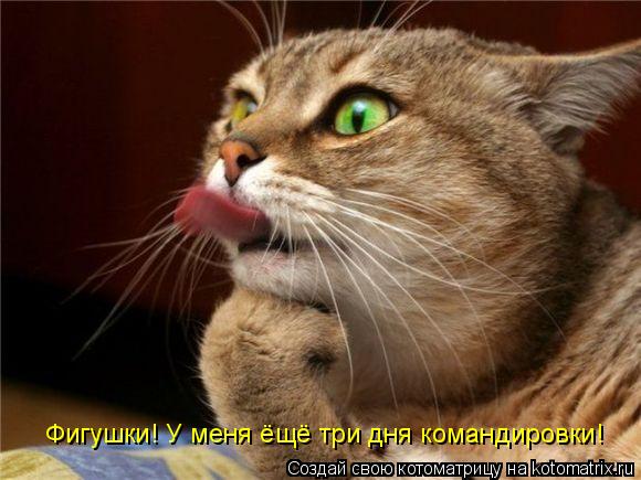 Фигушки! У меня ёщё три дня командировки!... Котоматрица: Фигушки! У меня ёщё три дня командировки!