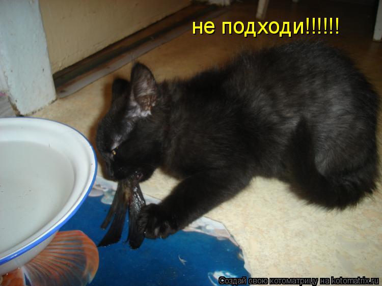 не подходи!!!!!!... Котоматрица: не подходи!!!!!!