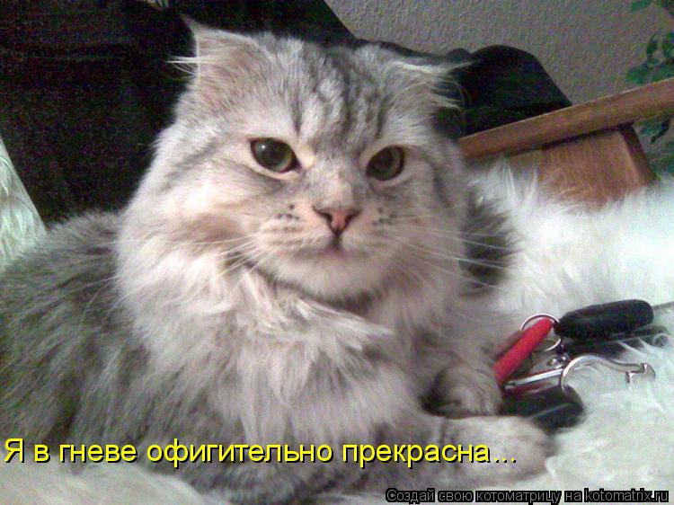 Я в гневе офигительно прекрасна...... Котоматрица: Я в гневе офигительно прекрасна...