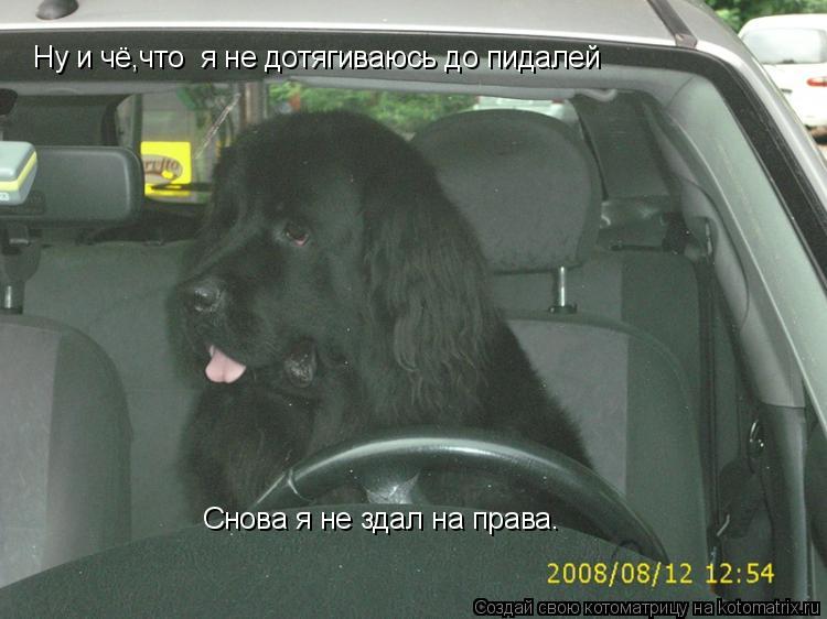 Снова я не здал на права. Ну и чё,что я не дотягиваюсь до пидалей... Котоматрица: Снова я не здал на права. Ну и чё,что я не дотягиваюсь до пидалей