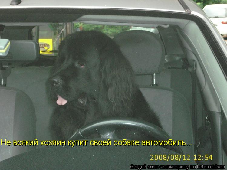 Не всякий хозяин купит своей собаке автомобиль...... Котоматрица: Не всякий хозяин купит своей собаке автомобиль...