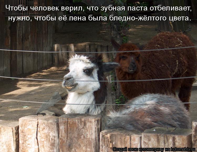Чтобы человек верил, что зубная паста отбеливает, нужно, чтобы её пена была бледно-жёлтого цвета.... Котоматрица: Чтобы человек верил, что зубная паста отбеливает, нужно, чтобы её пена была бледно-жёлтого цвета.