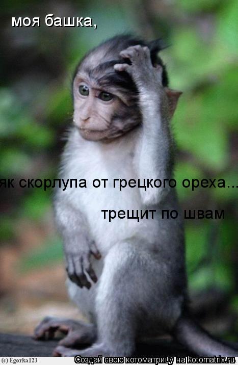 Котоматрица: моя башка, як скорлупа от грецкого ореха... трещит по швам