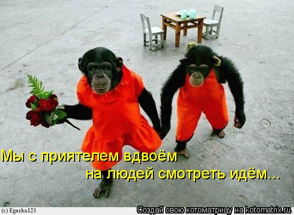Мы с приятелем вдвоём на людей смотреть идём...... Котоматрица: Мы с приятелем вдвоём на людей смотреть идём...
