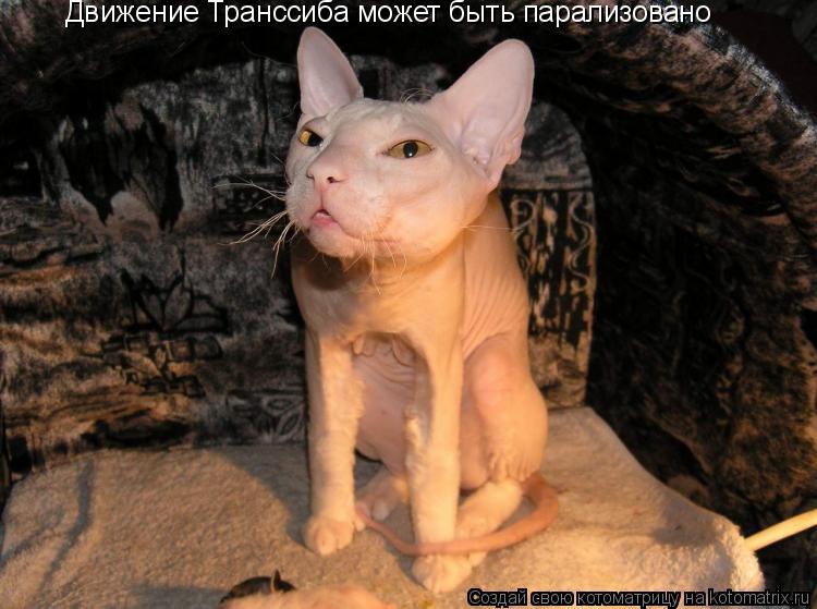 Движение Транссиба может быть парализовано... Котоматрица: Движение Транссиба может быть парализовано