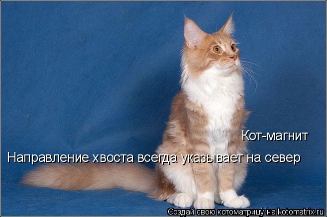 Кот-магнит Направление хвоста всегда указывает на север... Котоматрица: Кот-магнит Направление хвоста всегда указывает на север