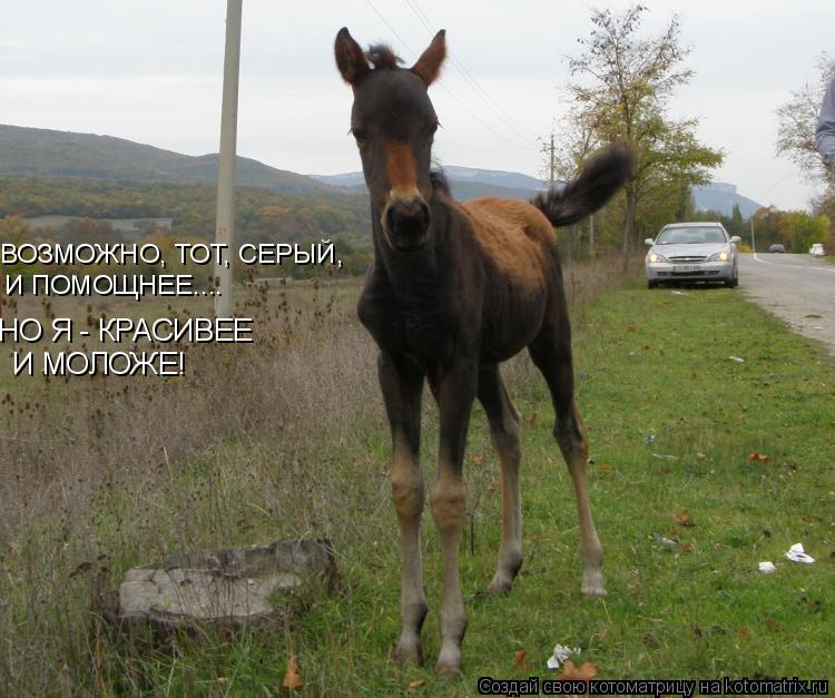 ВОЗМОЖНО, ТОТ, СЕРЫЙ, И ПОМОЩНЕЕ.... НО Я - КРАСИВЕЕ И МОЛОЖЕ!... Котоматрица: ВОЗМОЖНО, ТОТ, СЕРЫЙ, И ПОМОЩНЕЕ.... НО Я - КРАСИВЕЕ И МОЛОЖЕ!