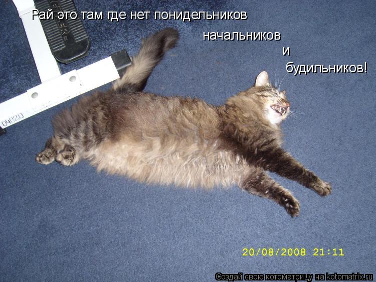 Рай это там где нет понидельников начальников и будильников!... Котоматрица: Рай это там где нет понидельников начальников и будильников!