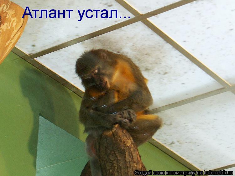Атлант устал...... Котоматрица: Атлант устал...