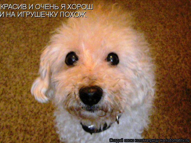 КРАСИВ И ОЧЕНЬ Я ХОРОШ И НА ИГРУШЕЧКУ ПОХОЖ.... Котоматрица: КРАСИВ И ОЧЕНЬ Я ХОРОШ И НА ИГРУШЕЧКУ ПОХОЖ.