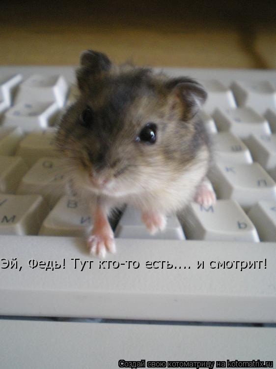 Эй, Федь! Тут кто-то есть.... и смотрит!... Котоматрица: Эй, Федь! Тут кто-то есть.... и смотрит!