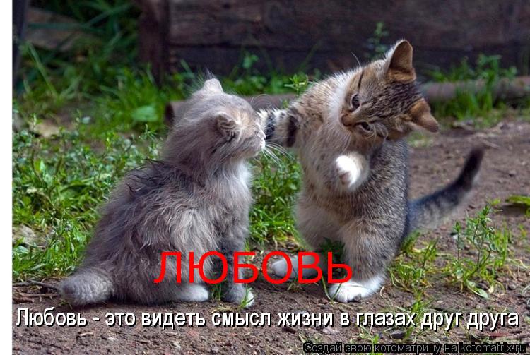 Любовь - это видеть смысл жизни в глазах друг друга ЛЮБОВЬ... Котоматрица: Любовь - это видеть смысл жизни в глазах друг друга ЛЮБОВЬ