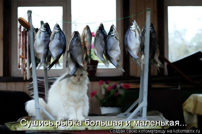 Сушись рыбка большая и маленькая...... Котоматрица: Сушись рыбка большая и маленькая...