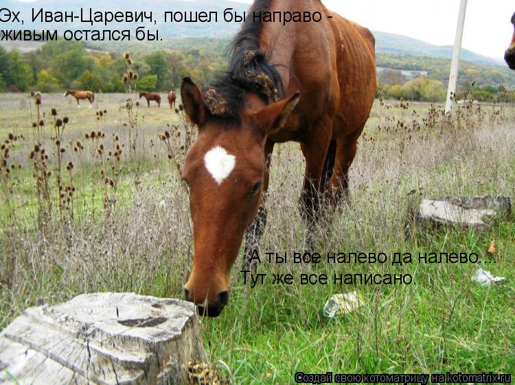 Эх, Иван-Царевич, пошел бы направо - живым остался бы. А ты все налево да налево.... Тут же все напи... Котоматрица: Эх, Иван-Царевич, пошел бы направо - живым остался бы. А ты все налево да налево.... Тут же все написано.