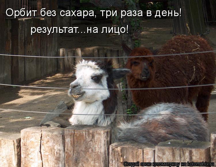 Орбит без сахара, три раза в день! результат...на лицо!... Котоматрица: Орбит без сахара, три раза в день! результат...на лицо!