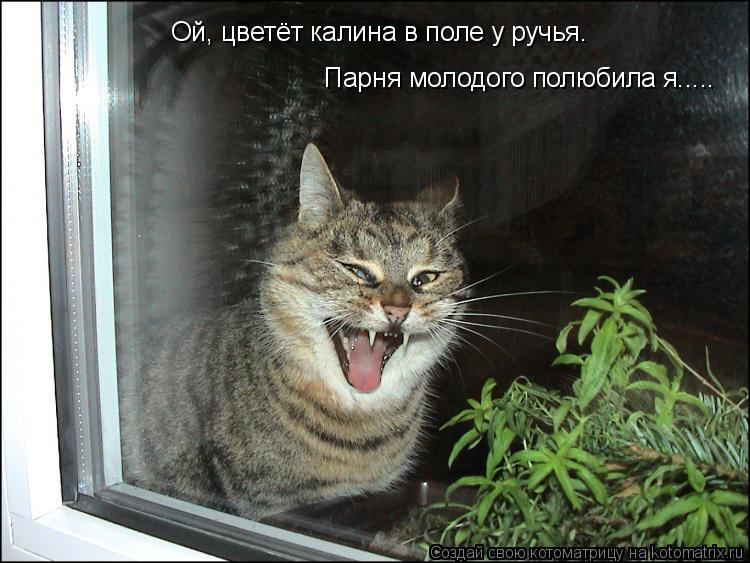 Ой, цветёт калина в поле у ручья. Парня молодого полюбила я........ Котоматрица: Ой, цветёт калина в поле у ручья. Парня молодого полюбила я.....