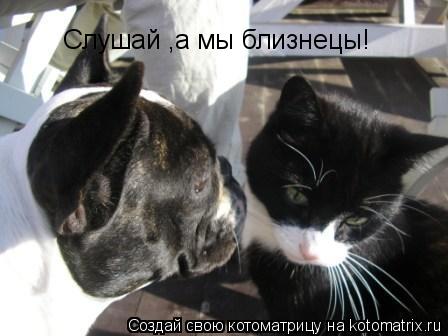 Слушай ,а мы близнецы!... Котоматрица: Слушай ,а мы близнецы!