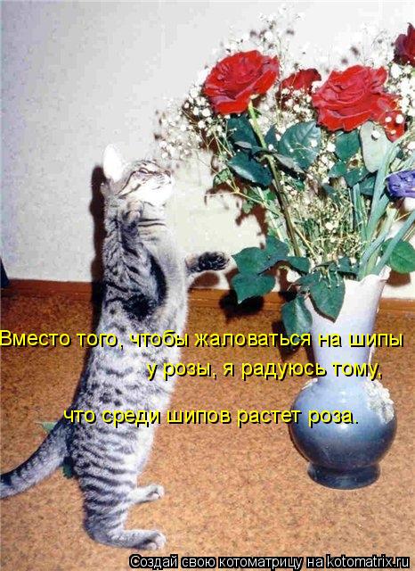Вместо того, чтобы жаловаться на шипы у розы, я радуюсь тому, что среди шипов растет роза.... Котоматрица: Вместо того, чтобы жаловаться на шипы у розы, я радуюсь тому, что среди шипов растет роза.