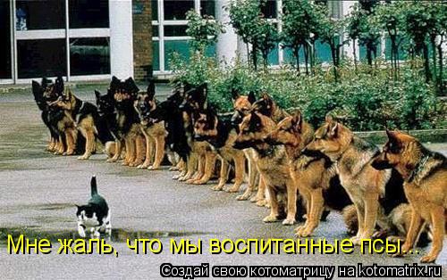 Мне жаль, что мы воспитанные псы...... Котоматрица: Мне жаль, что мы воспитанные псы...