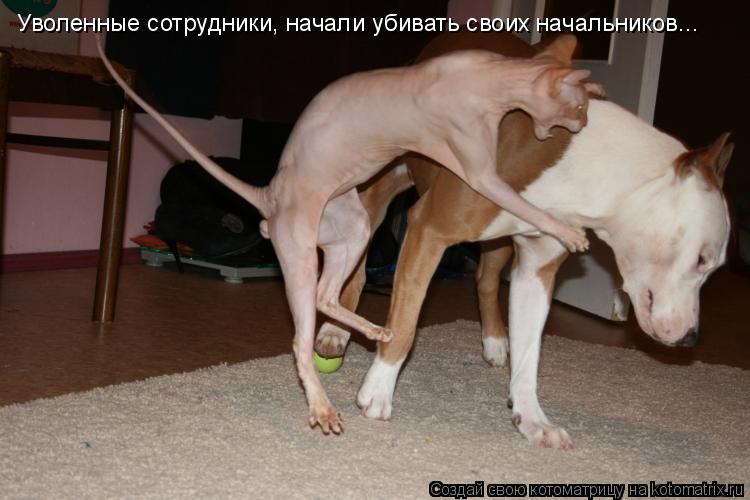 Уволенные сотрудники, начали убивать своих начальников...... Котоматрица: Уволенные сотрудники, начали убивать своих начальников...