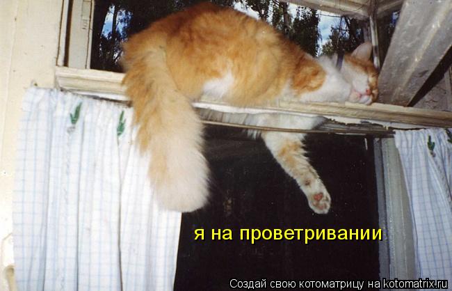 я на проветривании... Котоматрица: я на проветривании