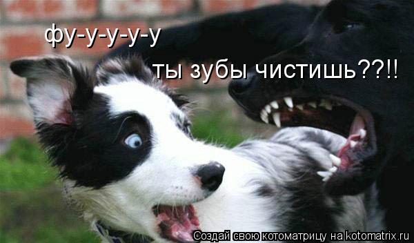Котоматрица: фу-у-у-у-у ты зубы чистишь??!!