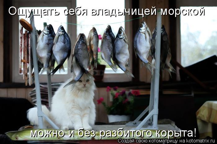 Ощущать себя владычицей морской можно и без разбитого корыта!... Котоматрица: Ощущать себя владычицей морской можно и без разбитого корыта!