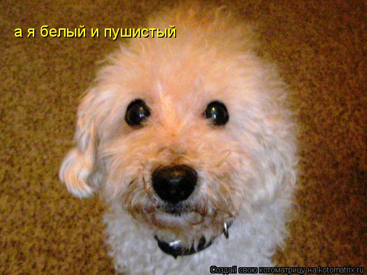 а я белый и пушистый... Котоматрица: а я белый и пушистый