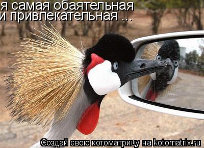 я самая обаятельная и привлекательная ...... Котоматрица: я самая обаятельная и привлекательная ...