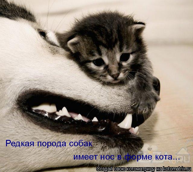 Редкая порода собак имеет нос в форме кота...... Котоматрица: Редкая порода собак имеет нос в форме кота...