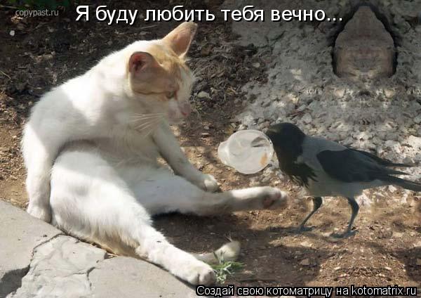 Я буду любить тебя вечно...... Котоматрица: Я буду любить тебя вечно...