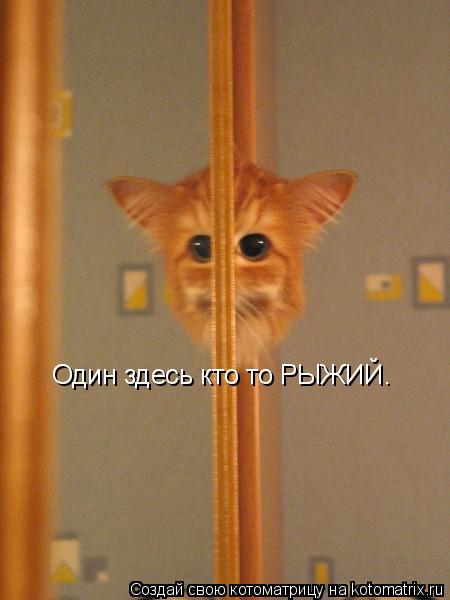 Один здесь кто то РЫЖИЙ.... Котоматрица: Один здесь кто то РЫЖИЙ.