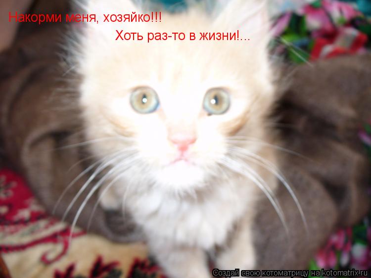 Накорми меня, хозяйко!!! Хоть раз-то в жизни!...... Котоматрица: Накорми меня, хозяйко!!! Хоть раз-то в жизни!...