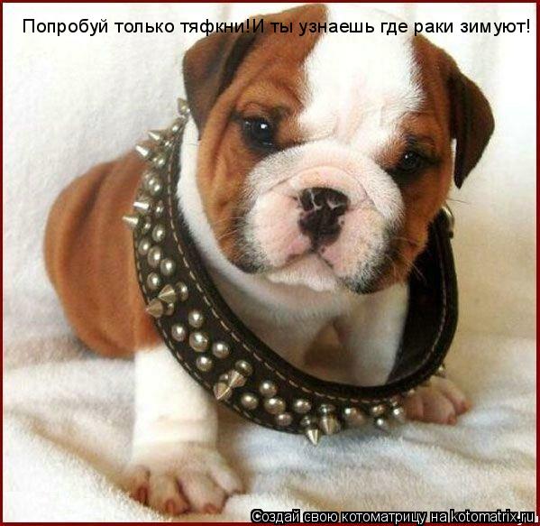 Попробуй только тяфкни!И ты узнаешь где раки зимуют!... Котоматрица: Попробуй только тяфкни!И ты узнаешь где раки зимуют!