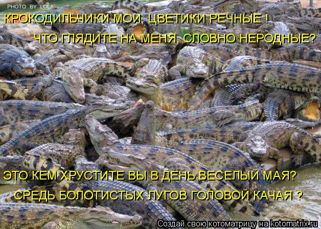 КРОКОДИЛЬЧИКИ МОИ, ЦВЕТИКИ РЕЧНЫЕ ! ЧТО ГЛЯДИТЕ НА МЕНЯ, СЛОВНО НЕРОДНЫЕ? ЭТО КЕМ ХРУСТИТЕ ВЫ В ДЕНЬ ... Котоматрица: КРОКОДИЛЬЧИКИ МОИ, ЦВЕТИКИ РЕЧНЫЕ ! ЧТО ГЛЯДИТЕ НА МЕНЯ, СЛОВНО НЕРОДНЫЕ? ЭТО КЕМ ХРУСТИТЕ ВЫ В ДЕНЬ ВЕСЕЛЫЙ МАЯ? СРЕДЬ БОЛОТИСТЫХ ЛУГОВ ГОЛО