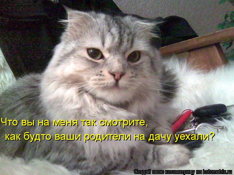 Что вы на меня так смотрите, как будто ваши родители на дачу уехали?... Котоматрица: Что вы на меня так смотрите, как будто ваши родители на дачу уехали?