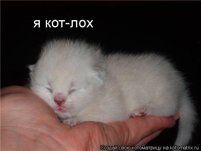 я кот-лох... Котоматрица: я кот-лох