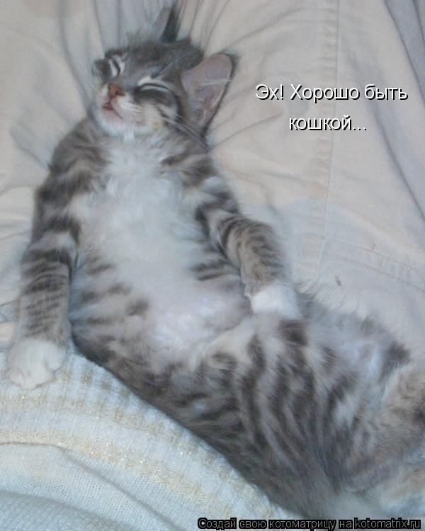 Эх! Хорошо быть кошкой...... Котоматрица: Эх! Хорошо быть кошкой...